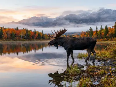 Moose hunting