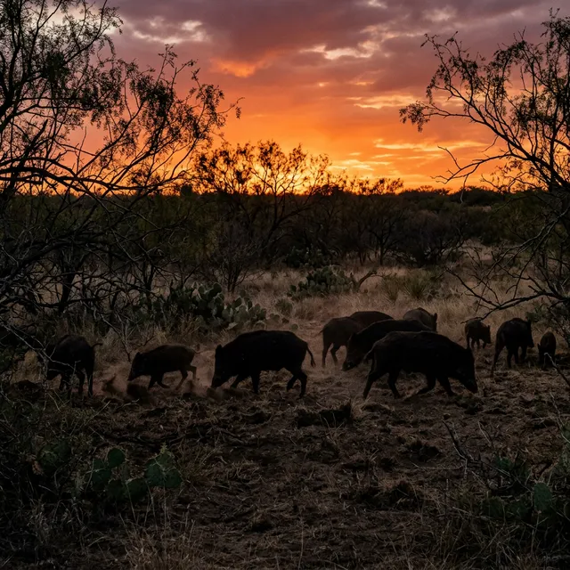 Texas Feral Hog Hunting: No License Needed on Private Land — Rules, Methods & Where to Go
